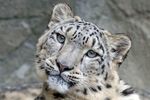 Mezinárodní den sněžných leopardů